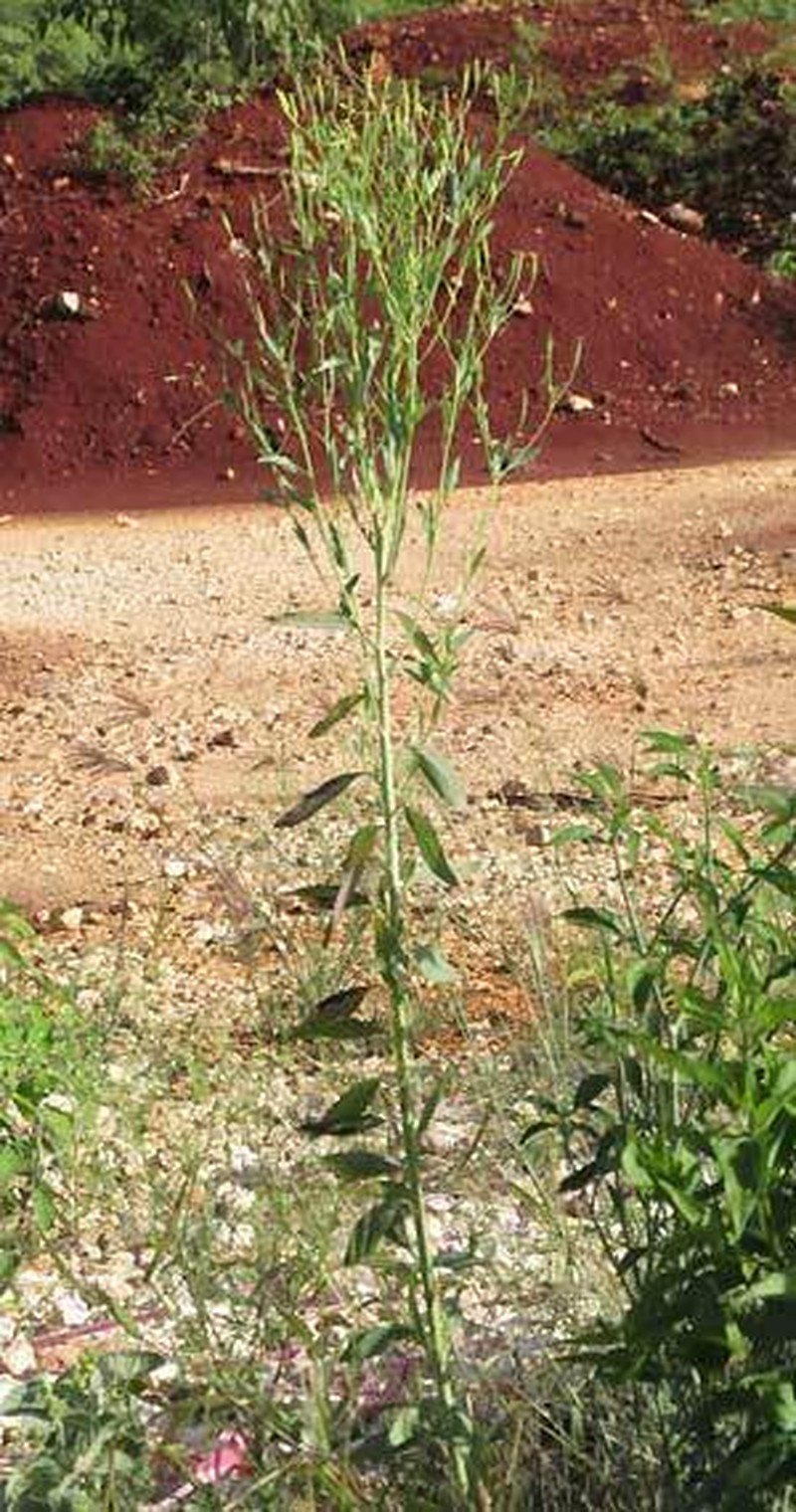Porophyllum punctatum photo 4