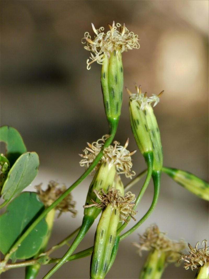 Porophyllum punctatum photo 6