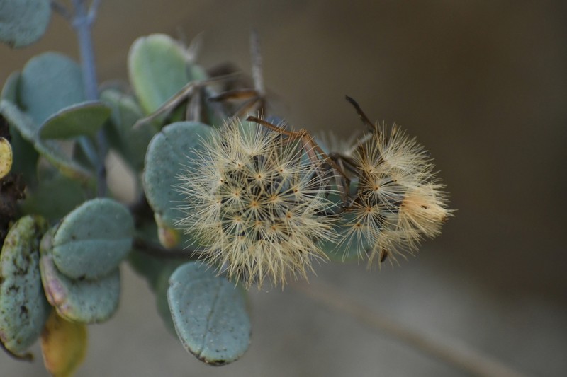 Porophyllum punctatum photo 8