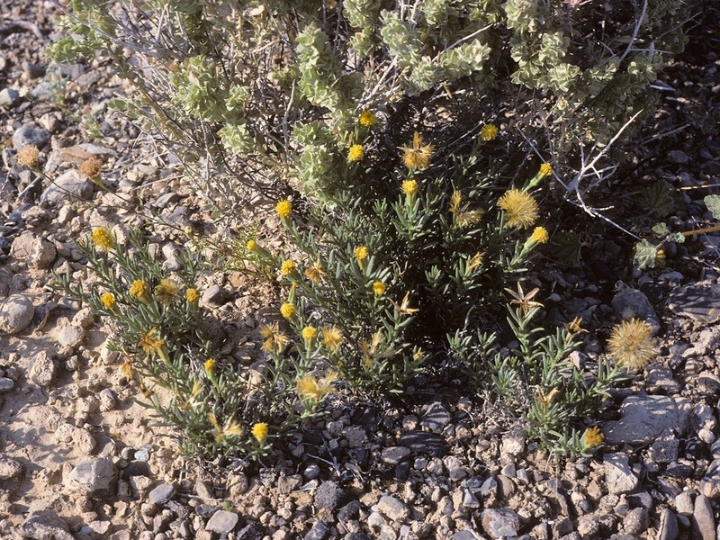 Dwarf Poreleaf