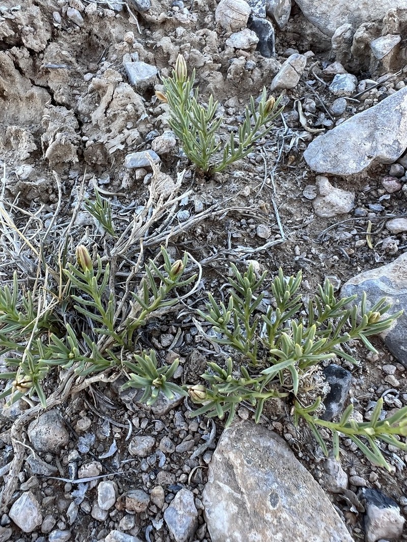 Dwarf Poreleaf photo 2