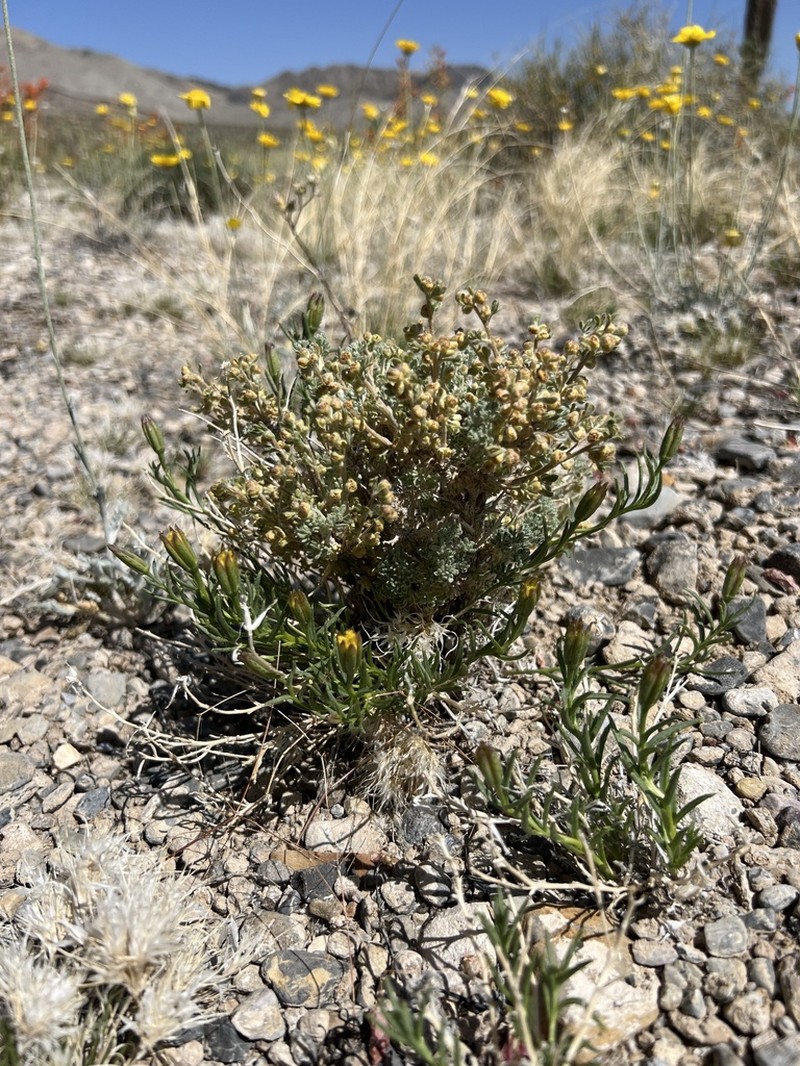 Dwarf Poreleaf photo 5