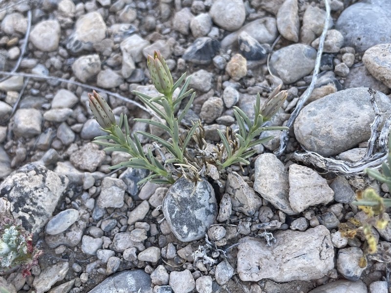 Dwarf Poreleaf photo 6