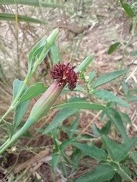 Yerba Porosa