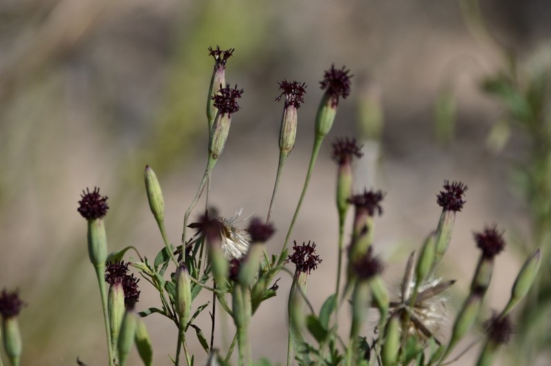 Yerba Porosa photo 2