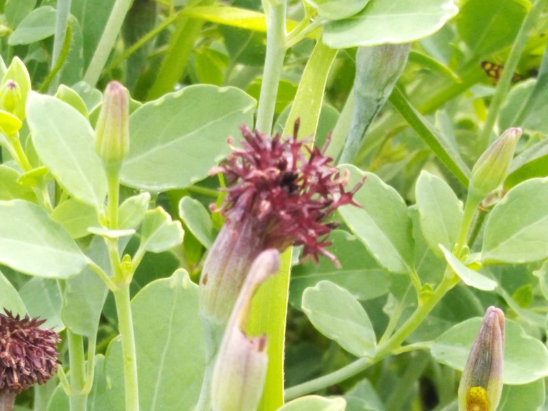Yerba Porosa photo 3