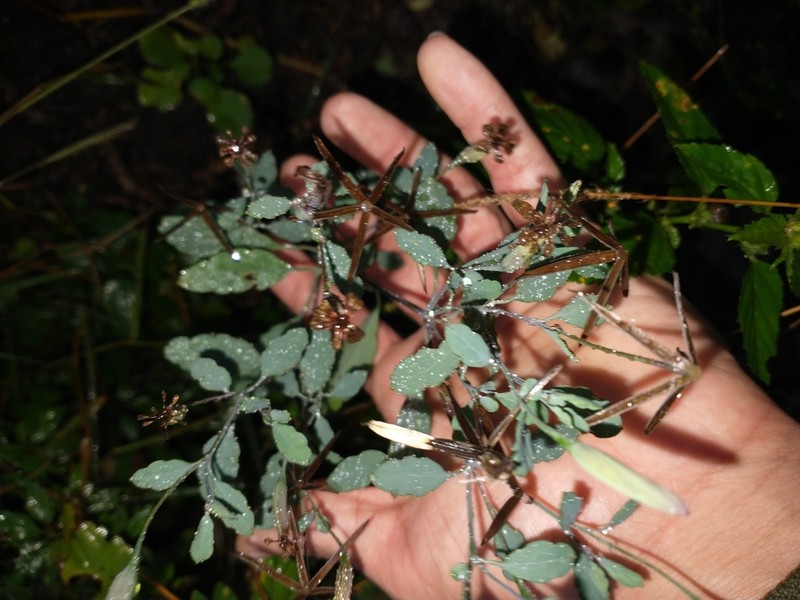 Yerba Porosa photo 4