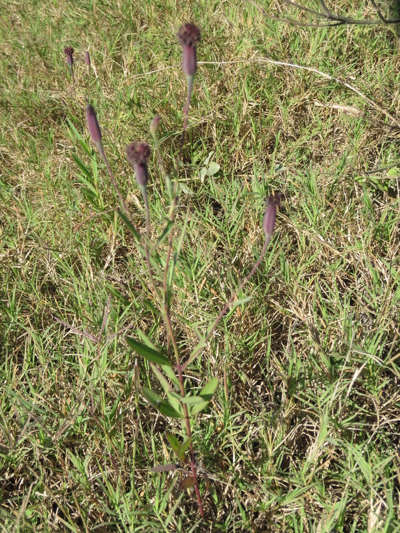 Yerba Porosa photo 5