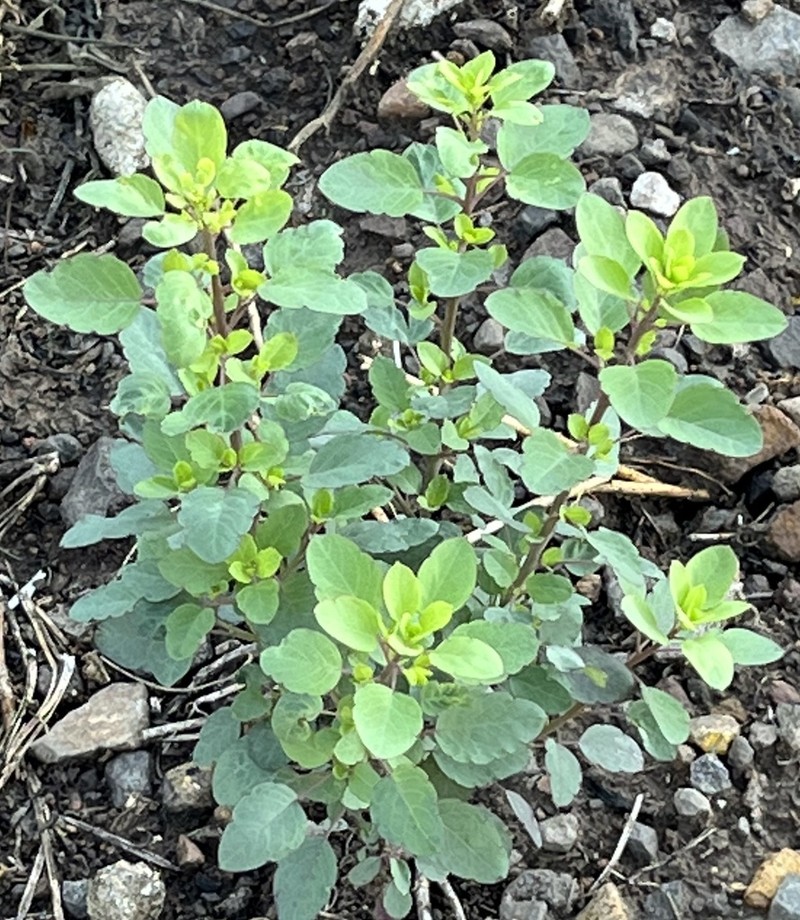 Yerba Porosa photo 6