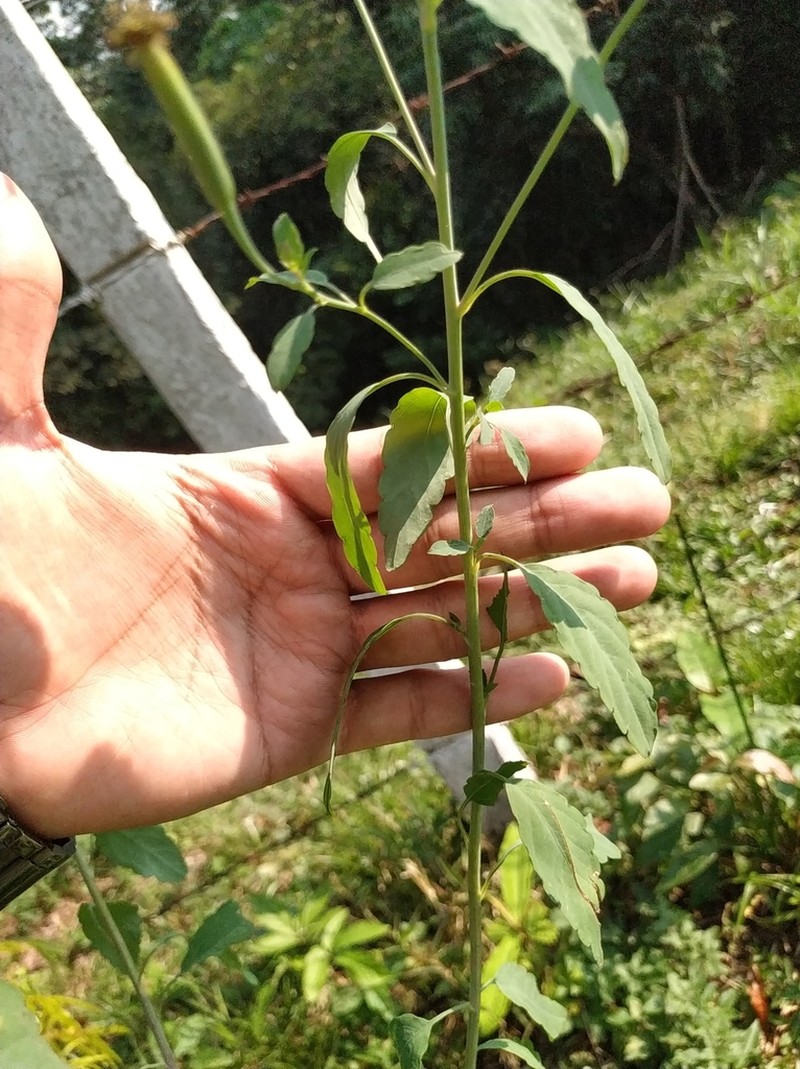 Yerba Porosa photo 7