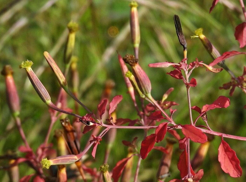 Yerba Porosa photo 8