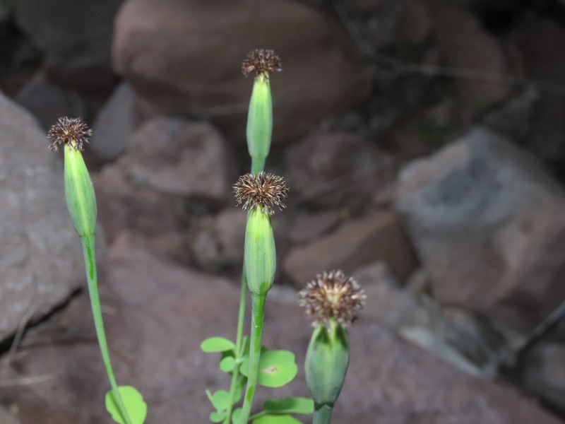 Porophyllum ruderale var. macrocephalum