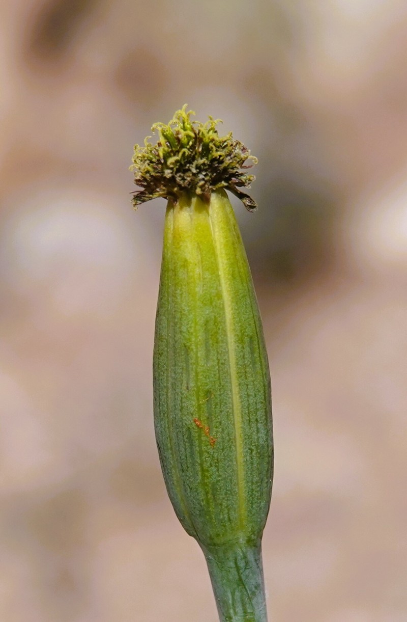 Porophyllum ruderale var. macrocephalum photo 6