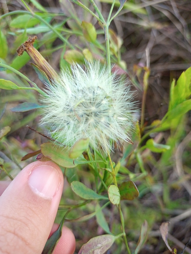 Porophyllum ruderale var. ruderale