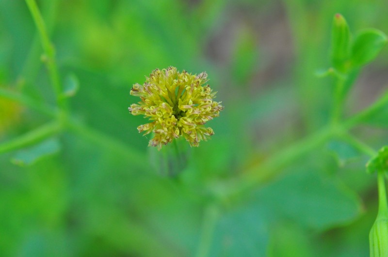 Porophyllum ruderale var. ruderale photo 2