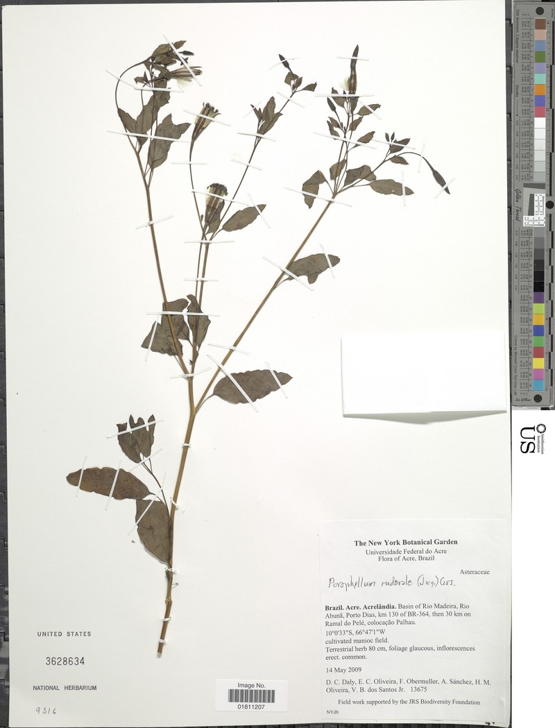Porophyllum ruderale var. ruderale photo 3