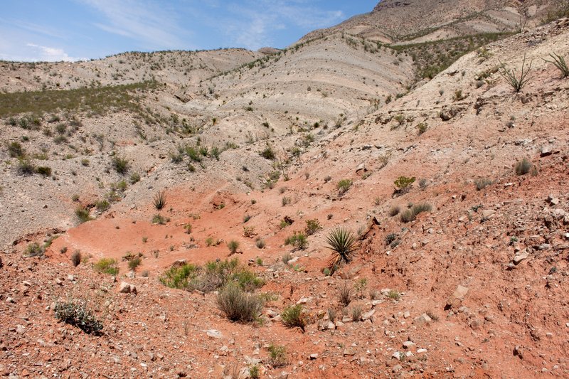 Trans-Pecos Poreleaf