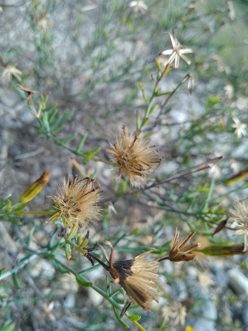 Trans-Pecos Poreleaf