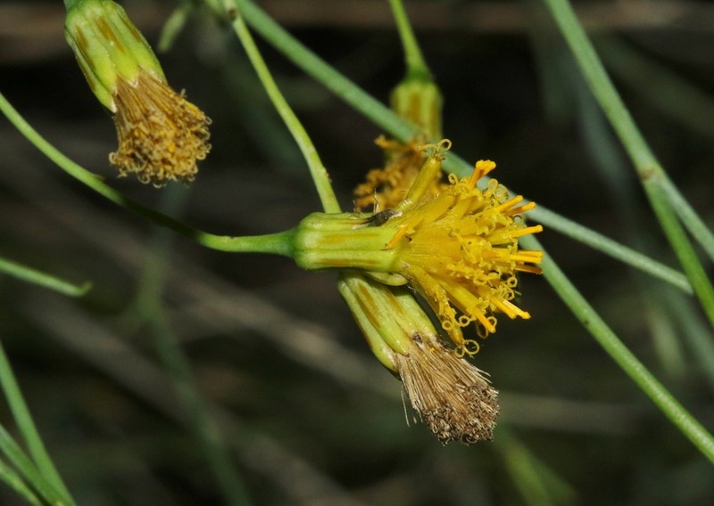 Trans-Pecos Poreleaf photo 3