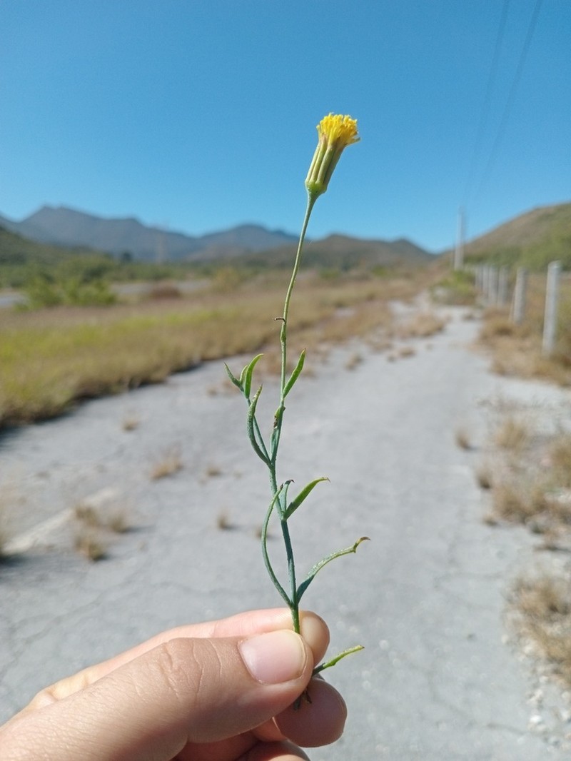 Trans-Pecos Poreleaf photo 5