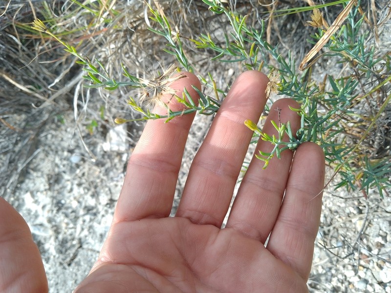 Trans-Pecos Poreleaf photo 6
