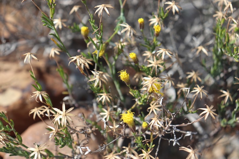 Trans-Pecos Poreleaf photo 7