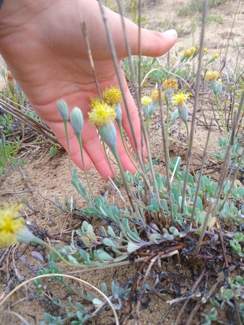 Porophyllum spathulatum