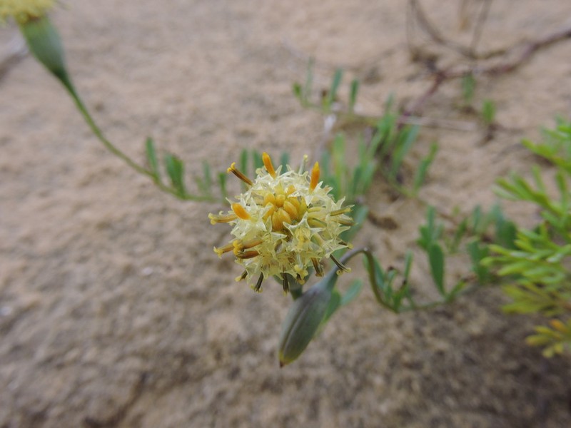 Porophyllum spathulatum photo 2
