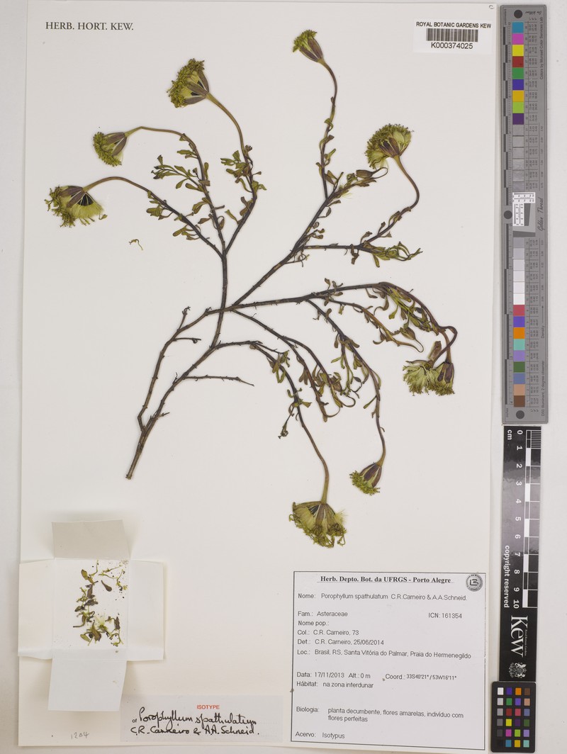 Porophyllum spathulatum photo 3