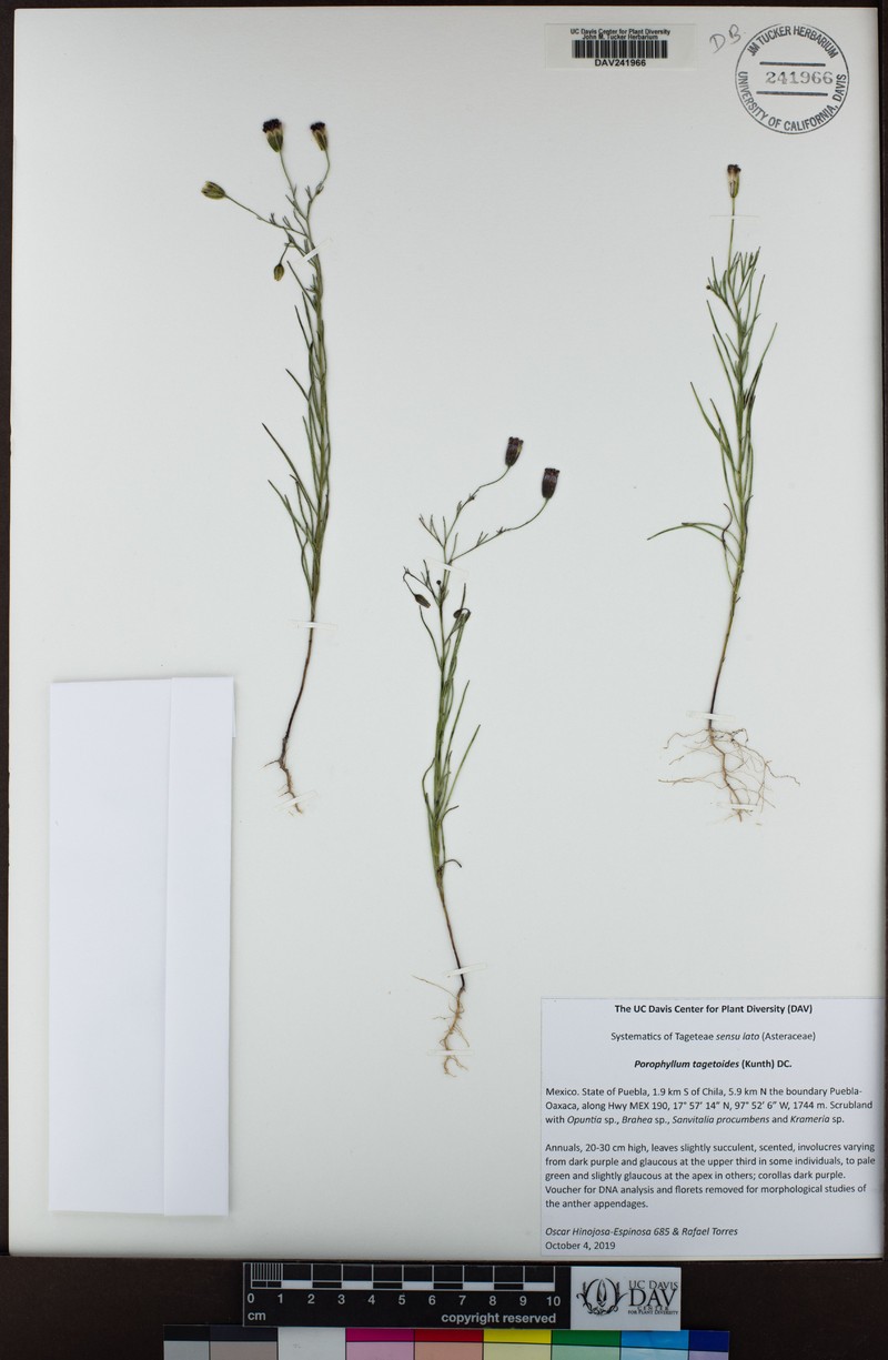 Porophyllum tagetoides
