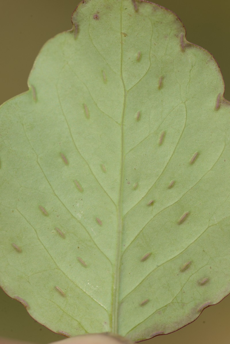 Porophyllum tagetoides photo 2