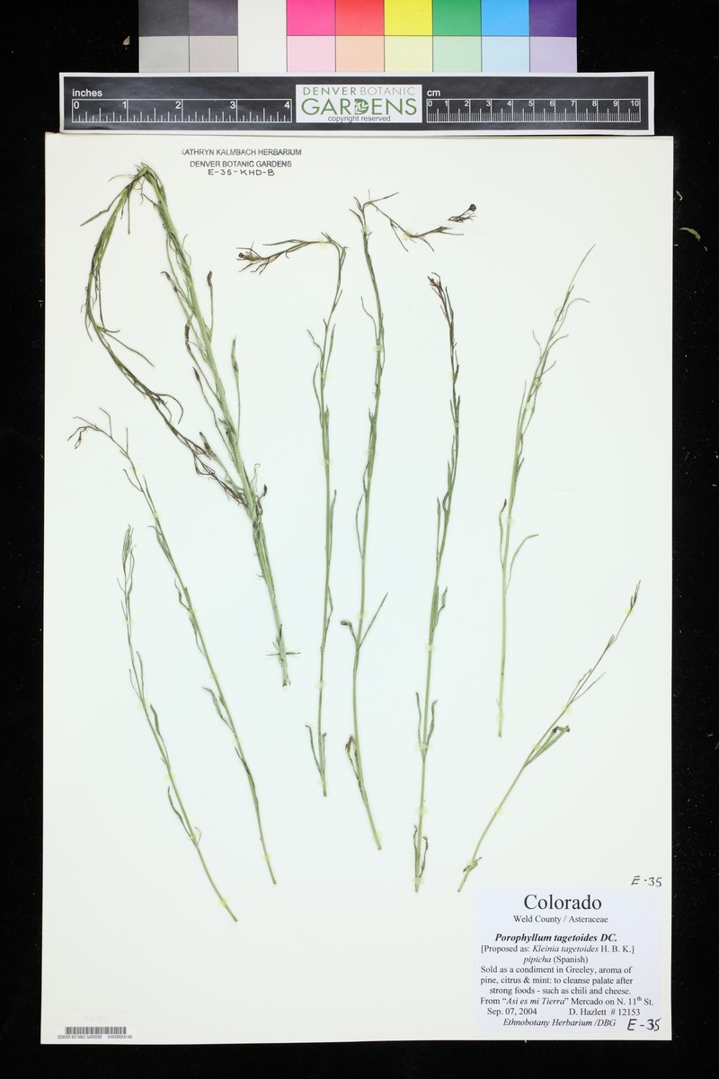 Porophyllum tagetoides photo 3