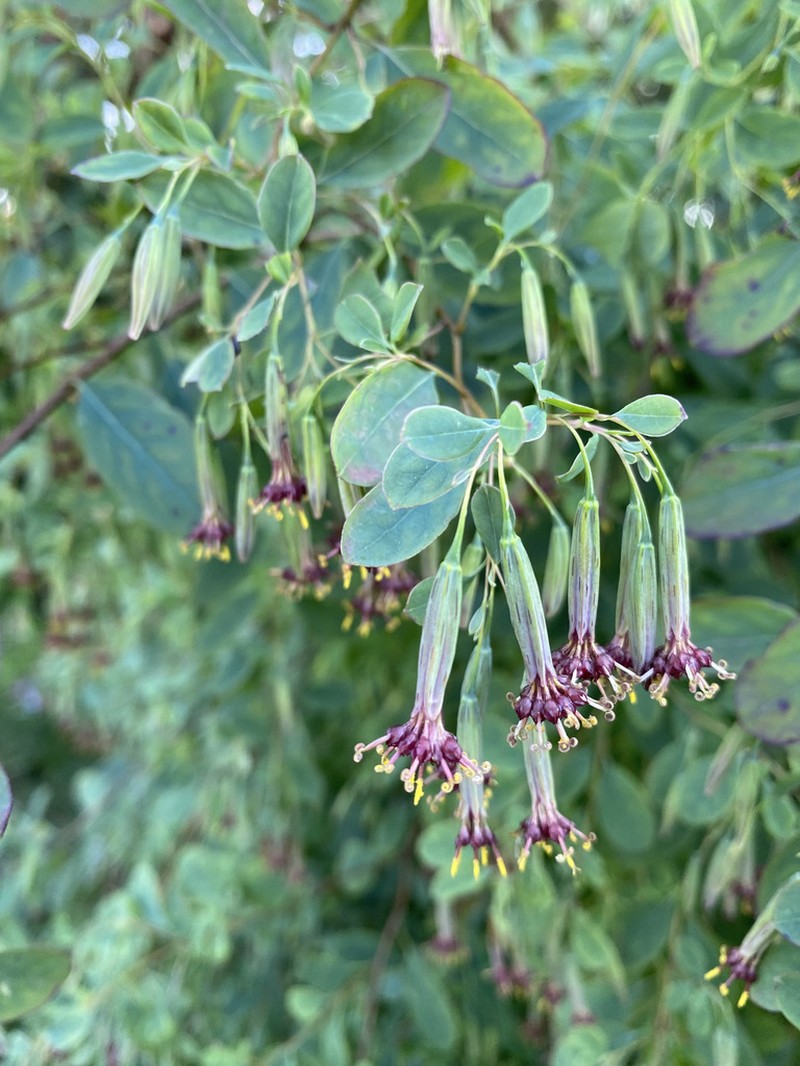 Porophyllum viridiflorum