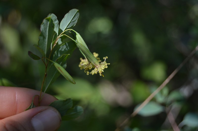 Porophyllum viridiflorum photo 2