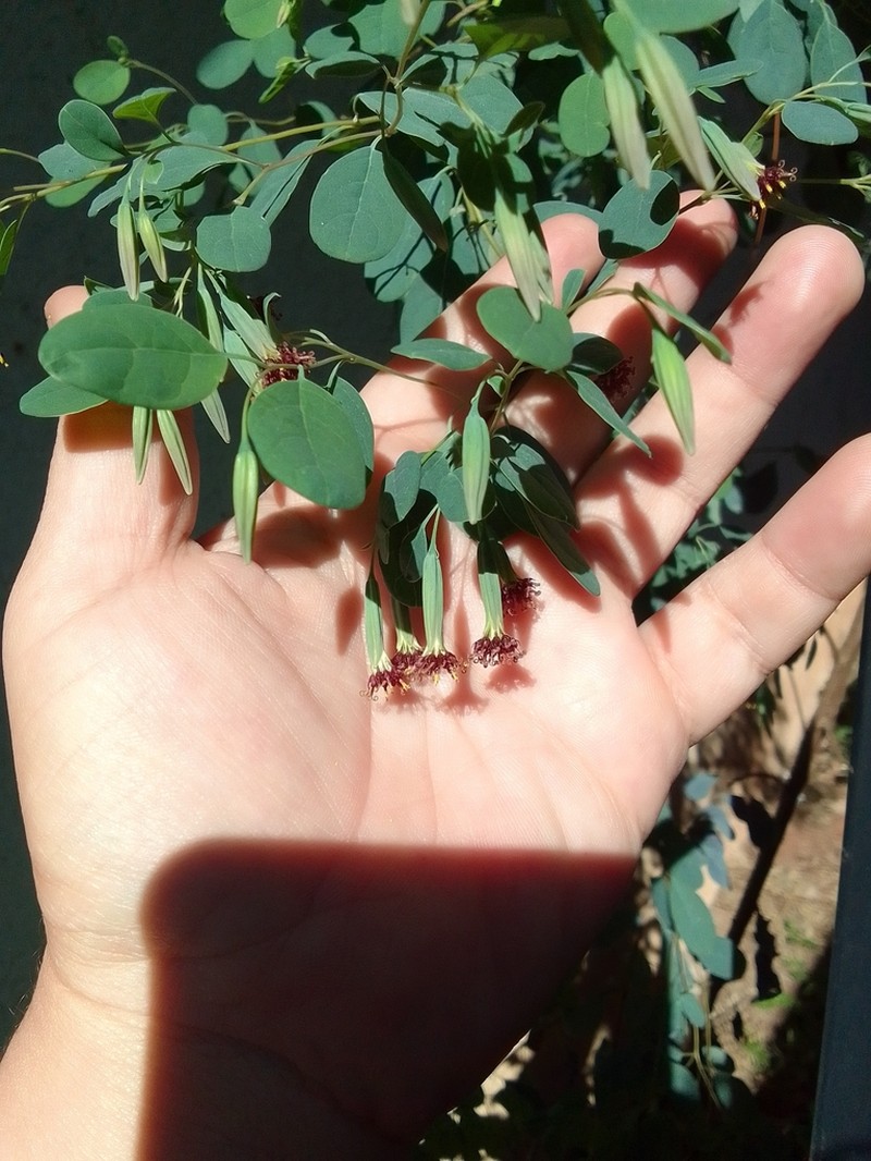 Porophyllum viridiflorum photo 3