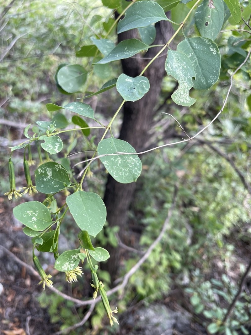 Porophyllum viridiflorum photo 4
