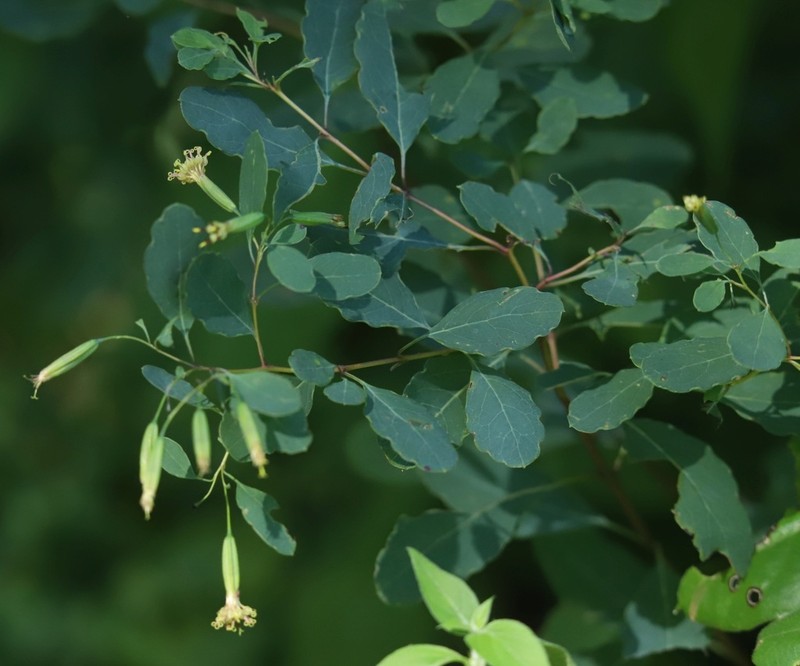 Porophyllum viridiflorum photo 6