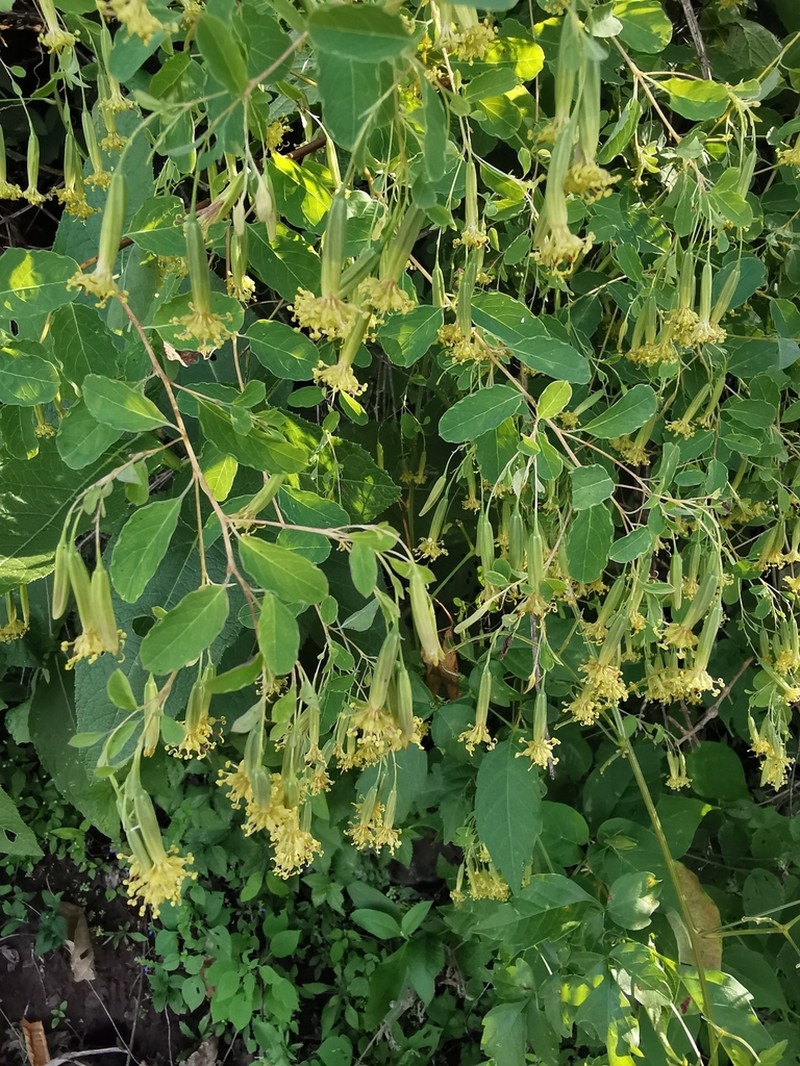 Porophyllum viridiflorum photo 7