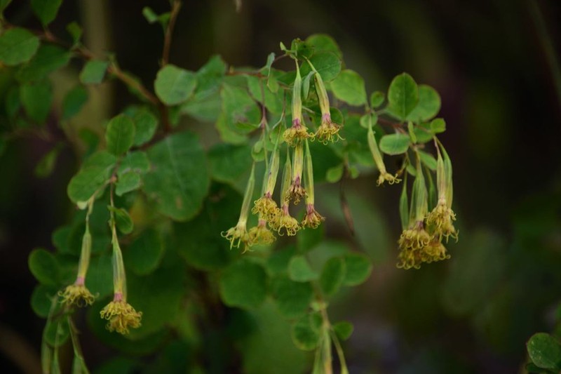 Porophyllum viridiflorum photo 8