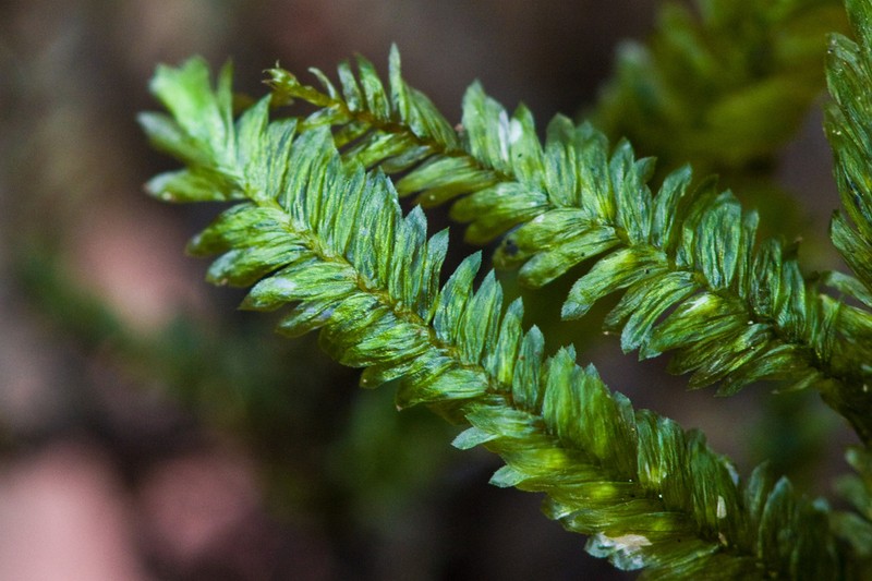 Bigelow's Porotrichum Moss