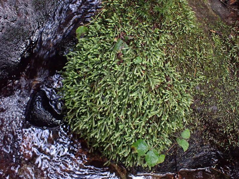 Bigelow's Porotrichum Moss photo 2