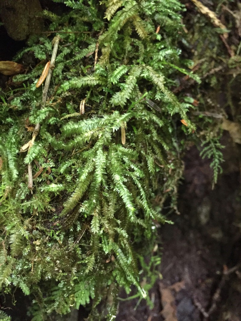 Bigelow's Porotrichum Moss photo 3