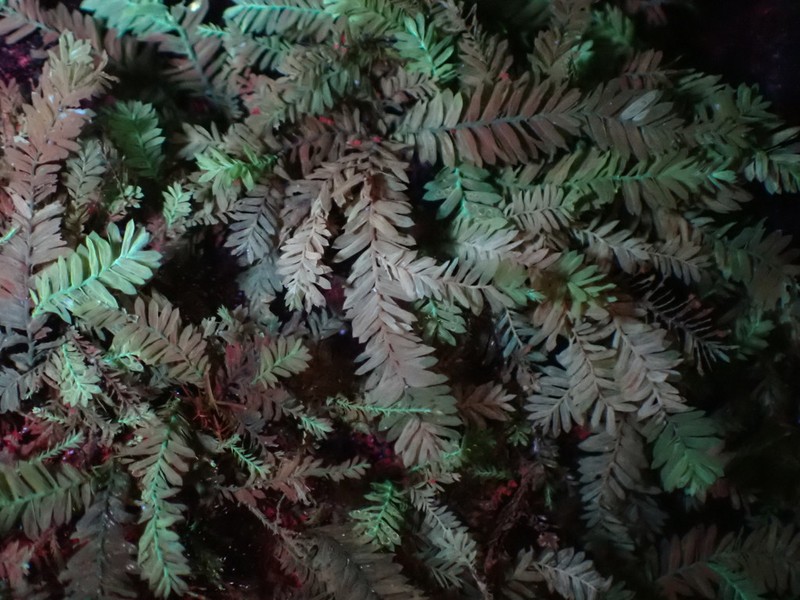 Bigelow's Porotrichum Moss photo 4