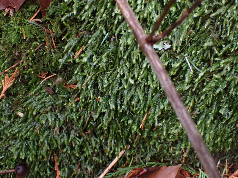 Bigelow's Porotrichum Moss photo 5