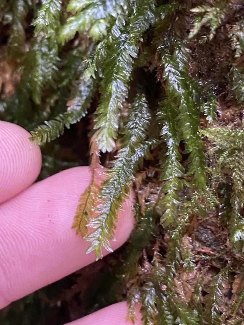 Bigelow's Porotrichum Moss photo 6