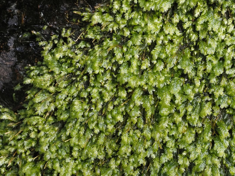 Bigelow's Porotrichum Moss photo 7