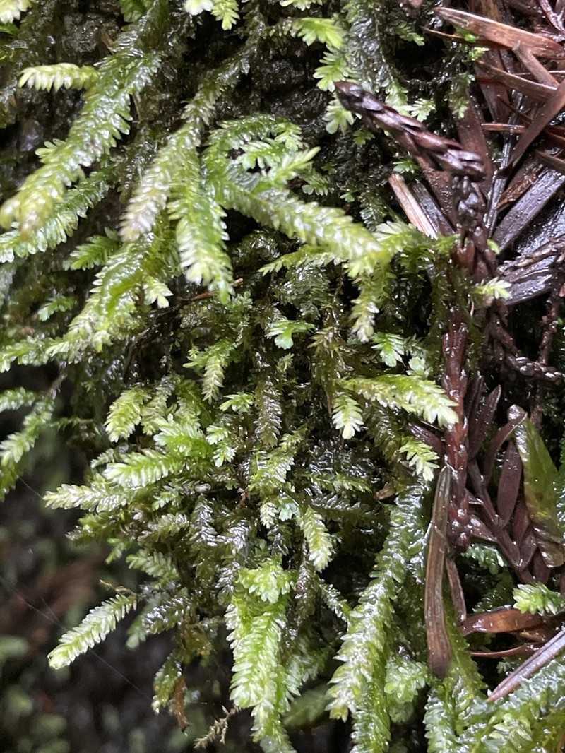 Bigelow's Porotrichum Moss photo 8