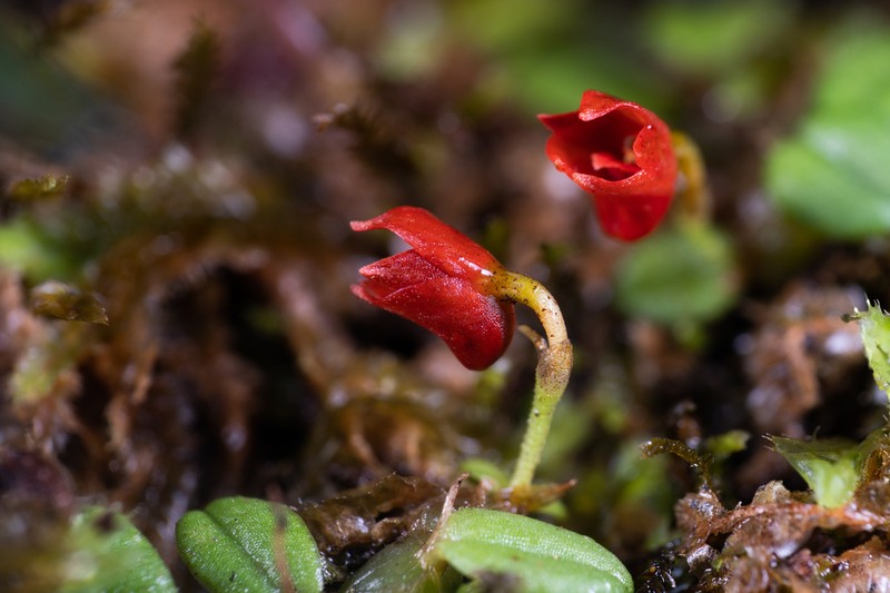 Porpax angelinae