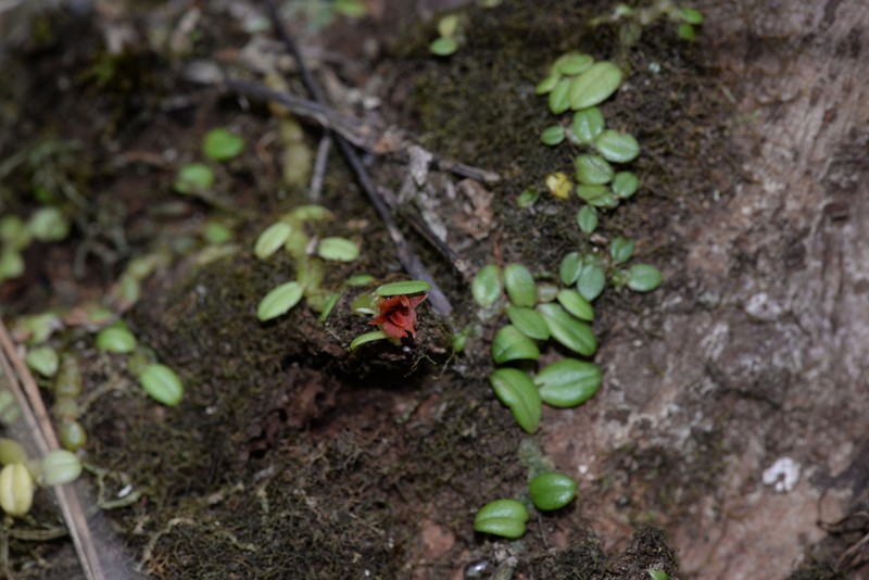 Porpax angelinae photo 2
