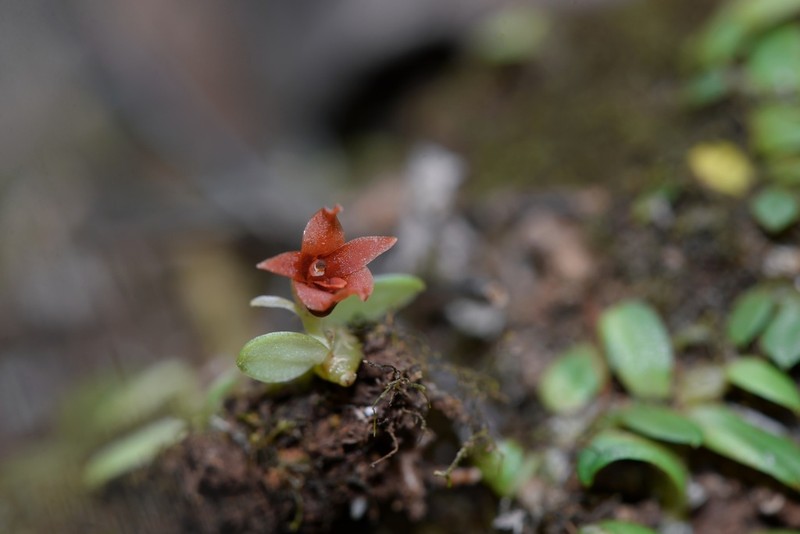 Porpax angelinae photo 3